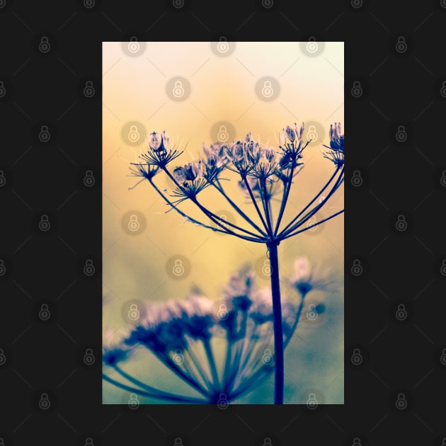 Wild Carrot Seeds by InspiraImage