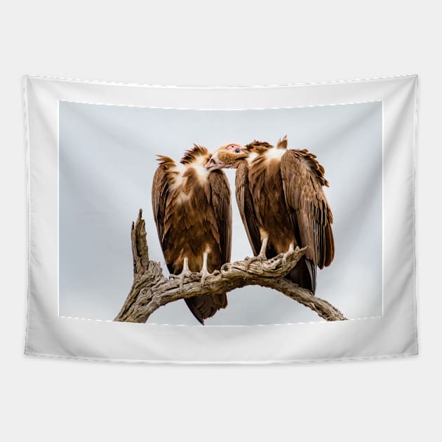 Vulture Couple is Caressing Each Other - Kruger National Park Tapestry by holgermader