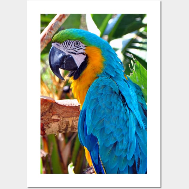 Poster Ara parrot 