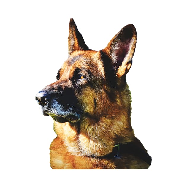 German Shepherd the best dog for you by Hujer