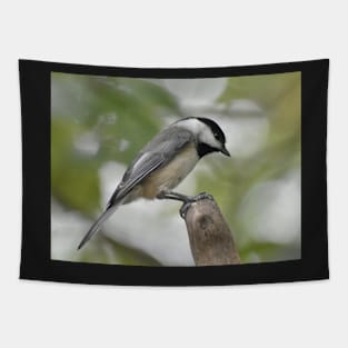 Carolina Chickadee 02 Tapestry