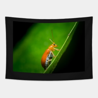 A red pumpkin beetle (Aulacophora foveicollis) Tapestry