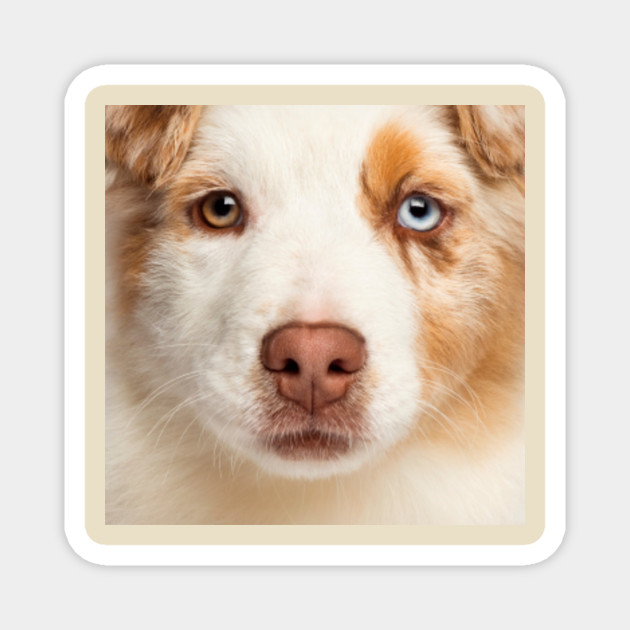 cattle dog mix breeds