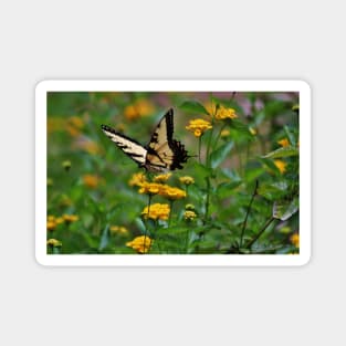 Swallowtail On Lantana Magnet