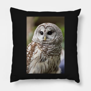 Barred Owl Portrait Pillow