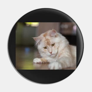 Maine Coon hangover Pin