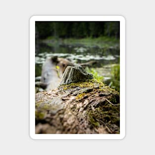 Fallen Tree in the Lake V2 Magnet