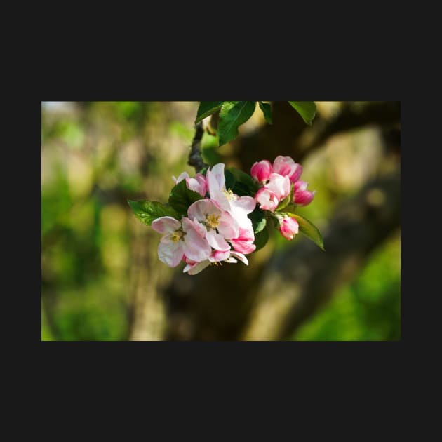 Blossom On Tree Branch (Closeup/Macro) - Spring Flowers by Harmony-Mind