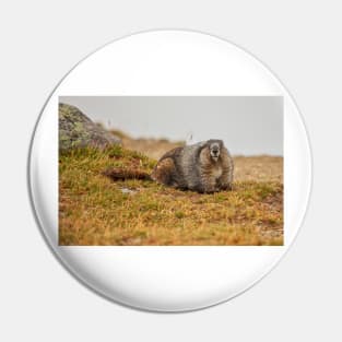 Hoary Marmot Pin