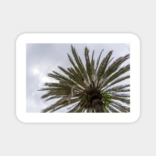 Palm tree silhouette against grey cloudy sky Magnet