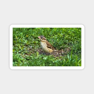 Female Rose-Breasted Grosbeak Sitting In The Grass and Sunflower Seed Shells Magnet