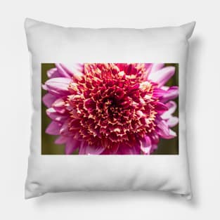 Close-up of pink powder puff dahlia Pillow