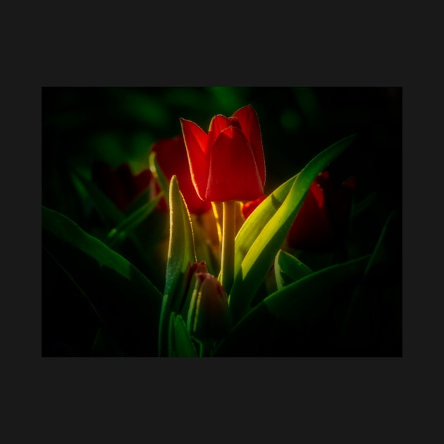 Red Tulip by algill