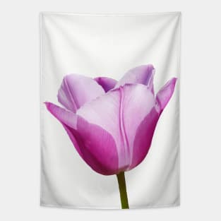 Mauve Tulip Tapestry