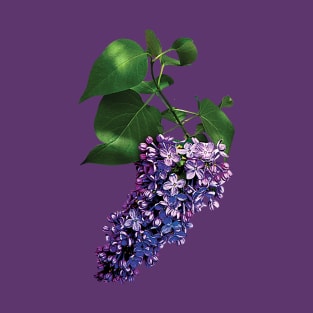 Lilacs - Graceful Purple Lilacs T-Shirt