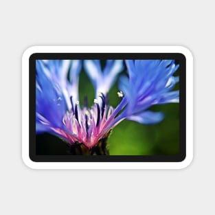 Cornflower Floral Macro Art Magnet