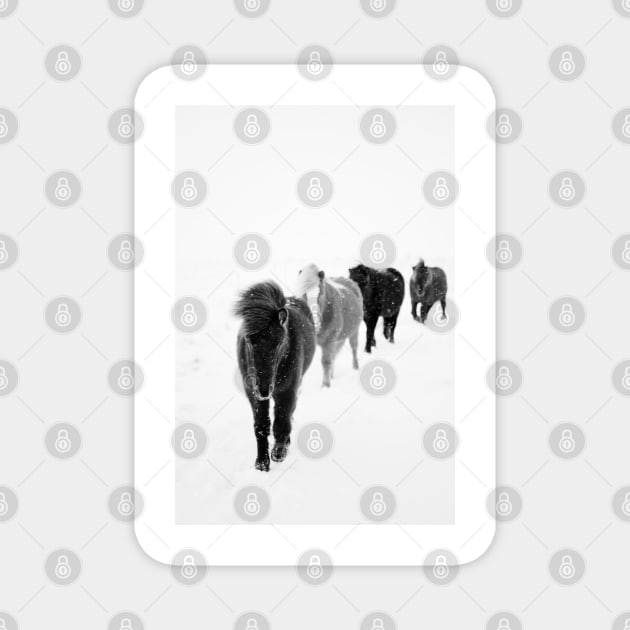 Icelandic Horses Walking, black and white Magnet by AmyBrinkman