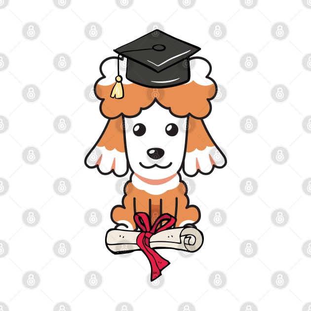 Funny poodle is graduating by Pet Station
