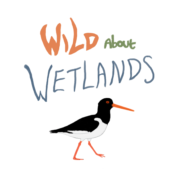 Wild About Wetlands Oystercatcher by SpectrumDragon