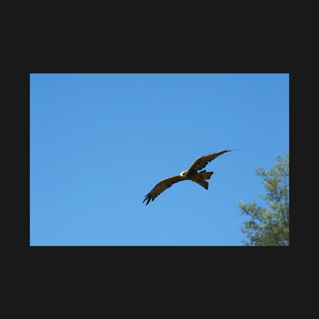 Black Kite In Flight by GP1746