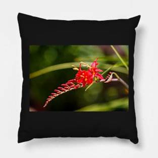 Lucifer crocosmia close-up Pillow