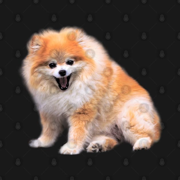 Cute Laughing Pomeranian Dog by walkswithnature