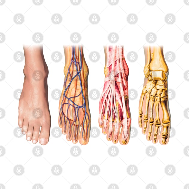 Foot Anatomy Chart by Bugsponge