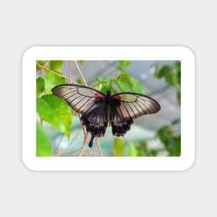 Common Mormon Butterfly - Papilio Polytes Magnet