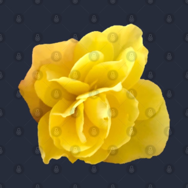 Yellow Double Begonia Close-up on Navy Background by InalterataArt