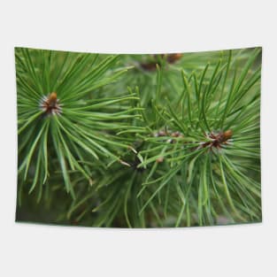 Pine needles Tapestry