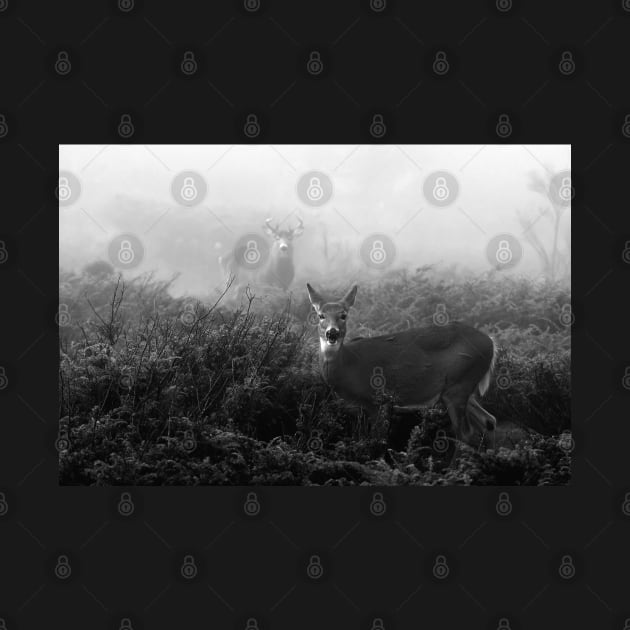 The rut in B&W - White-tailed Deer by Jim Cumming