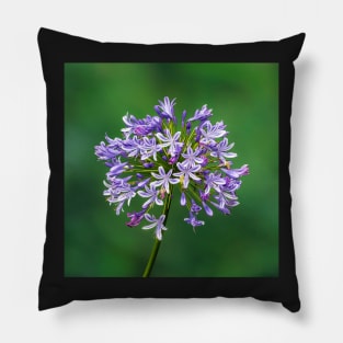 Agapanthus in Bloom Pillow