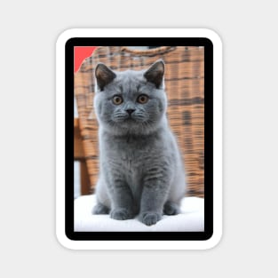 the blue chubby cute cats Magnet