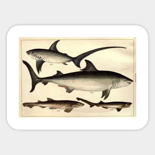 Vintage Shark Illustrative Diagram 1901 Shark Illustration Sticker Teepublic