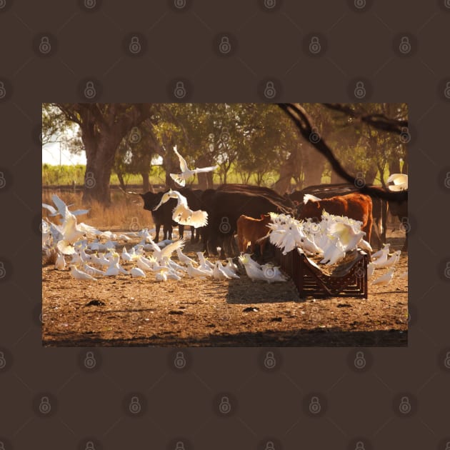Cows & Cockatoos on an Australian Farm by karenmcfarland13