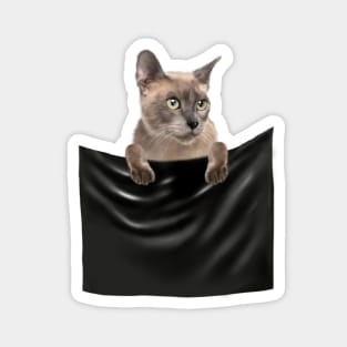 Tonkinese Cat inside Pocket, Cat Lover Magnet