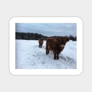 Scottish Highland Cattle Calves 1865 Magnet