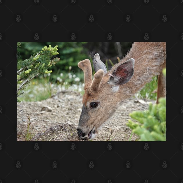 Wild black-tailed deer by SDym Photography