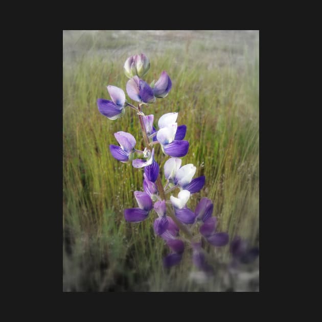 lupines in the grass by DlmtleArt