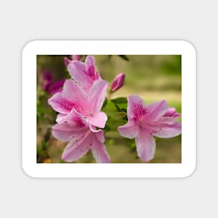 Pink Azalea Magnet