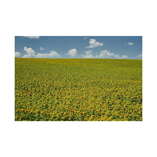 Sunflower field in the summer by naturalis