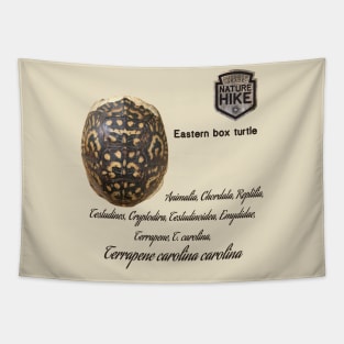 Eastern Box Turtle Shell Taxonomy Tapestry