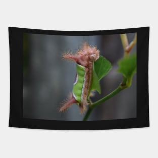 Saddleback caterpillar Tapestry