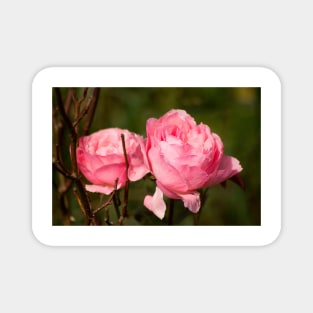 clb red roses Magnet