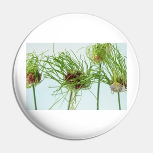 Allium vineale  'Hair' Pin