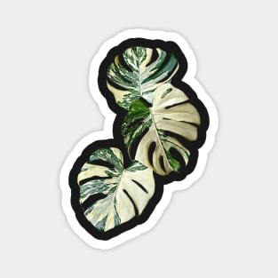 MONSTERA THAI CONSTELLATION MUTATION Magnet