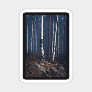 Trees in foggy forest Magnet