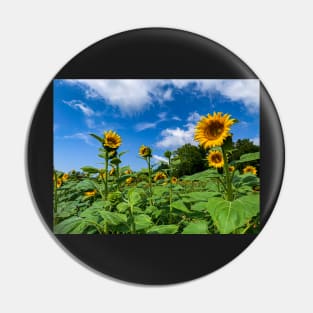 Sunflowers in the Field Pin