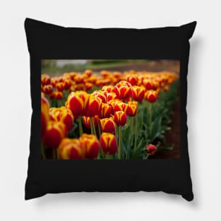 Red Yellow Tulips Pillow