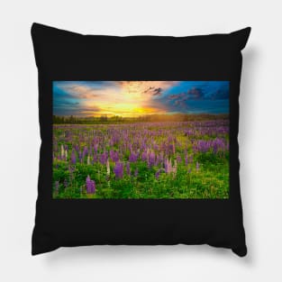 Lupins at Sunset Pillow